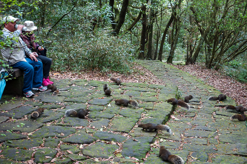 Taiwan-Taipei-Hiking-Yangmingshan - OMG squirrels, everywhere. People feed them by hand.
