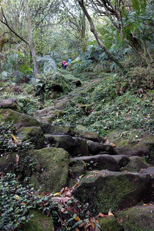 Taiwan-Taipei-Hiking-Yangmingshan - Most of the climb is steps like this. Very steep, quite slippery. I have shorts and a t-shirt. Lots of locals were quite concerned for me, but I estim