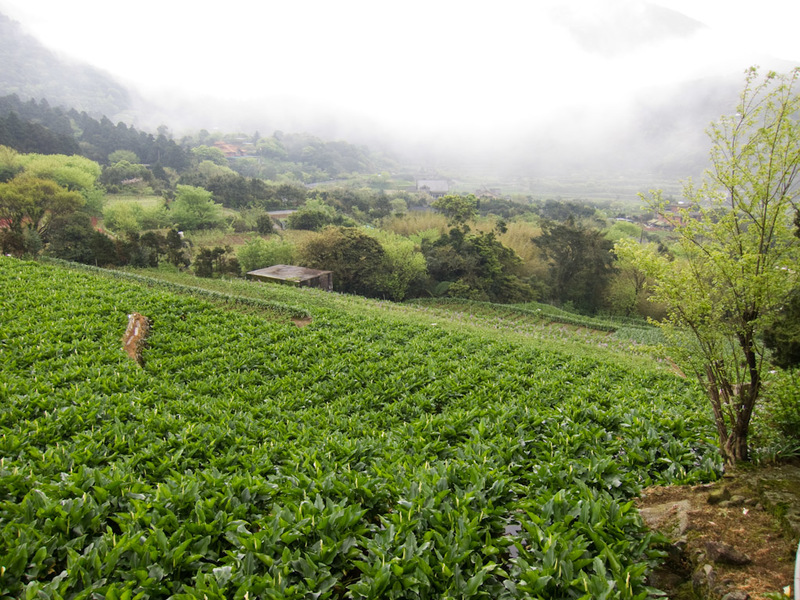 Taiwan-Taipei-Hiking-Yangmingshan - After at least another hours walk, I go to the flower farm area, and there were other people about, and a bus stop! I waited for what seemed like fore