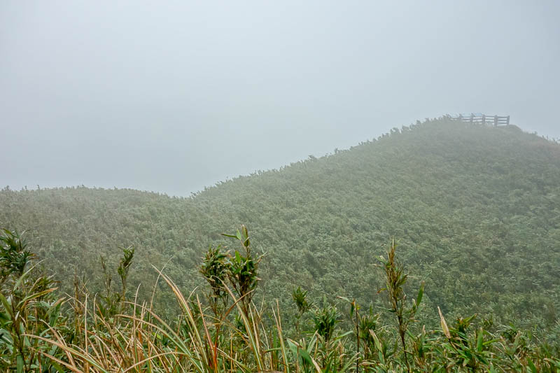 Taiwan-Taipei-Hiking-Yangmingshan - The path down the other way was a sea of bamboo.